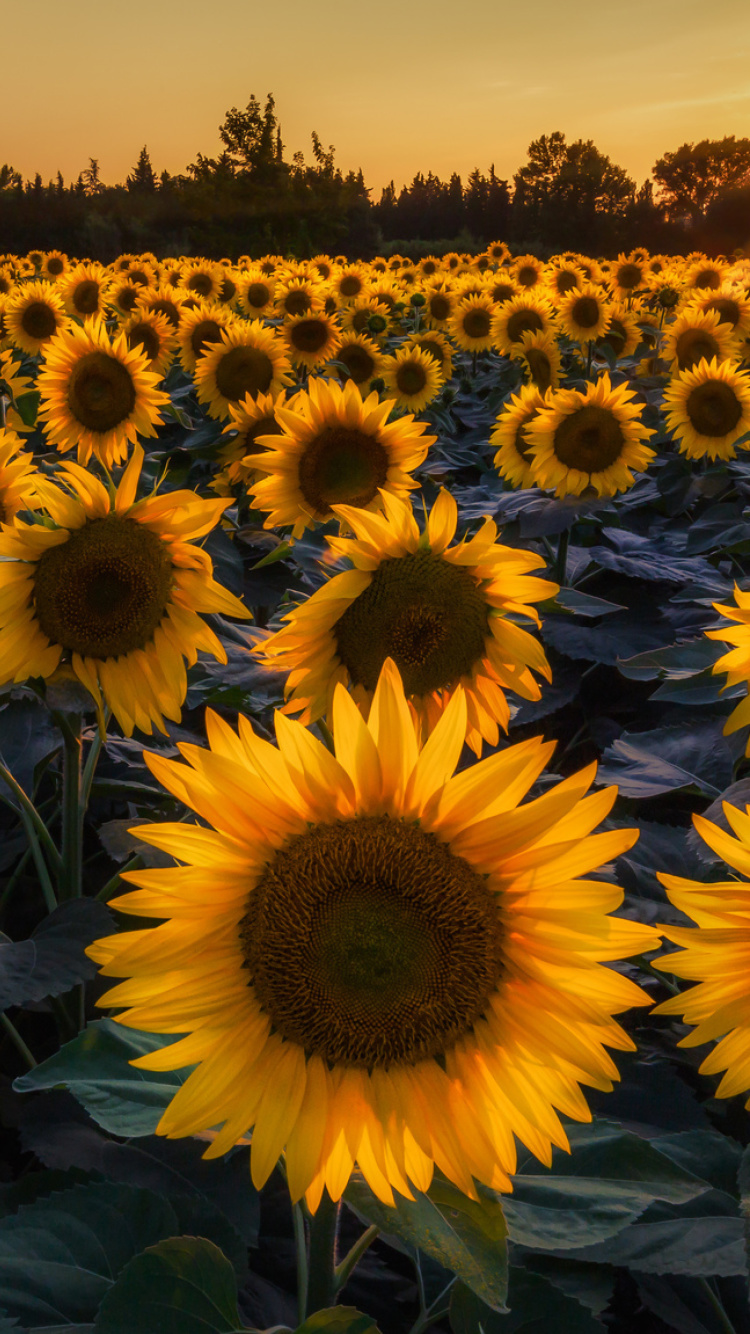 Обои Prettiest Sunflower Fields 750x1334