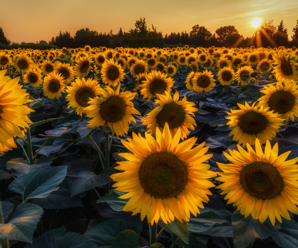 Das Prettiest Sunflower Fields Wallpaper 960x800
