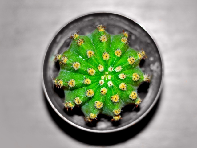 Cactus screenshot #1 640x480
