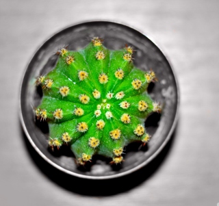 Cactus - Obrázkek zdarma pro iPad mini 2