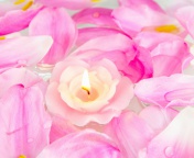 Fondo de pantalla Candle on lotus petals 176x144