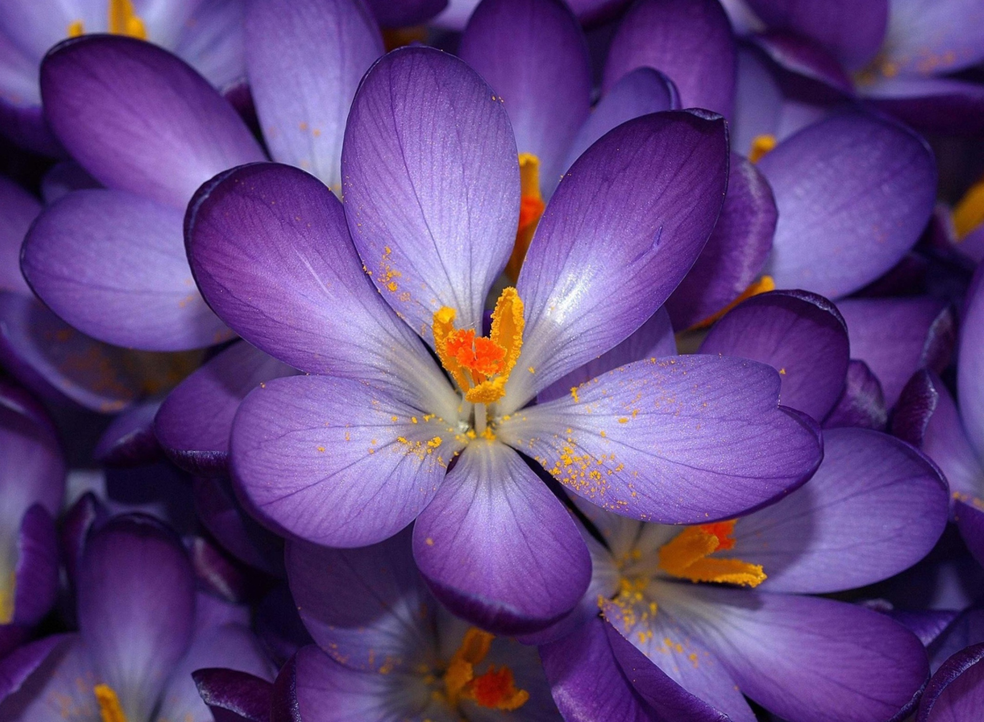 Screenshot №1 pro téma Autumn Purple Crocus 1920x1408