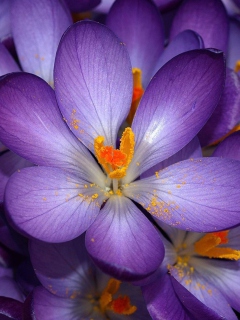 Sfondi Autumn Purple Crocus 240x320