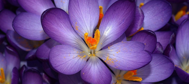 Das Autumn Purple Crocus Wallpaper 720x320