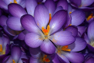 Autumn Purple Crocus Background for Android, iPhone and iPad