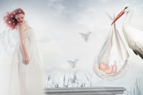 Das Where Babies Come From Wallpaper 480x320