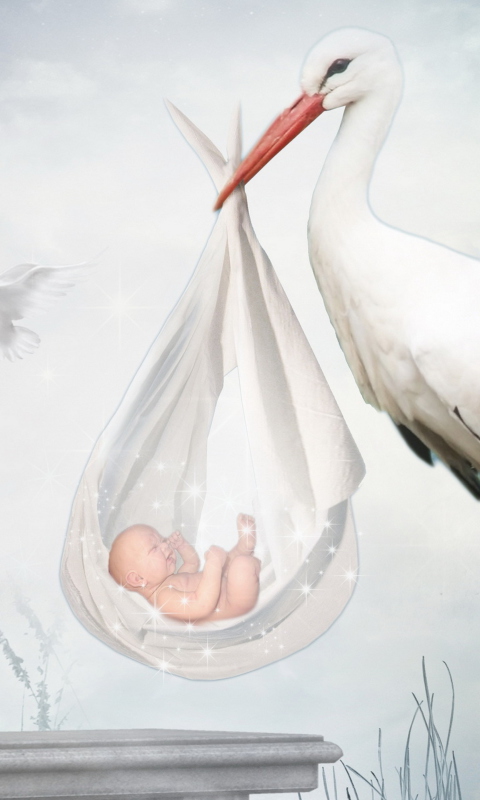 Das Where Babies Come From Wallpaper 480x800
