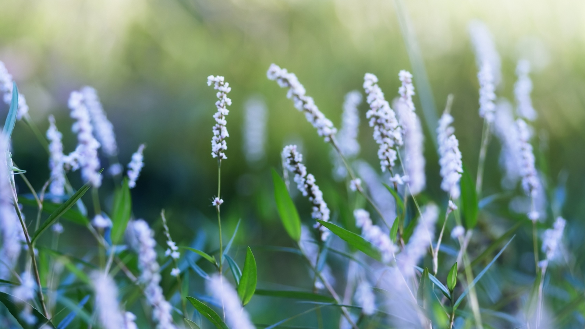 Field Flowers wallpaper 1920x1080