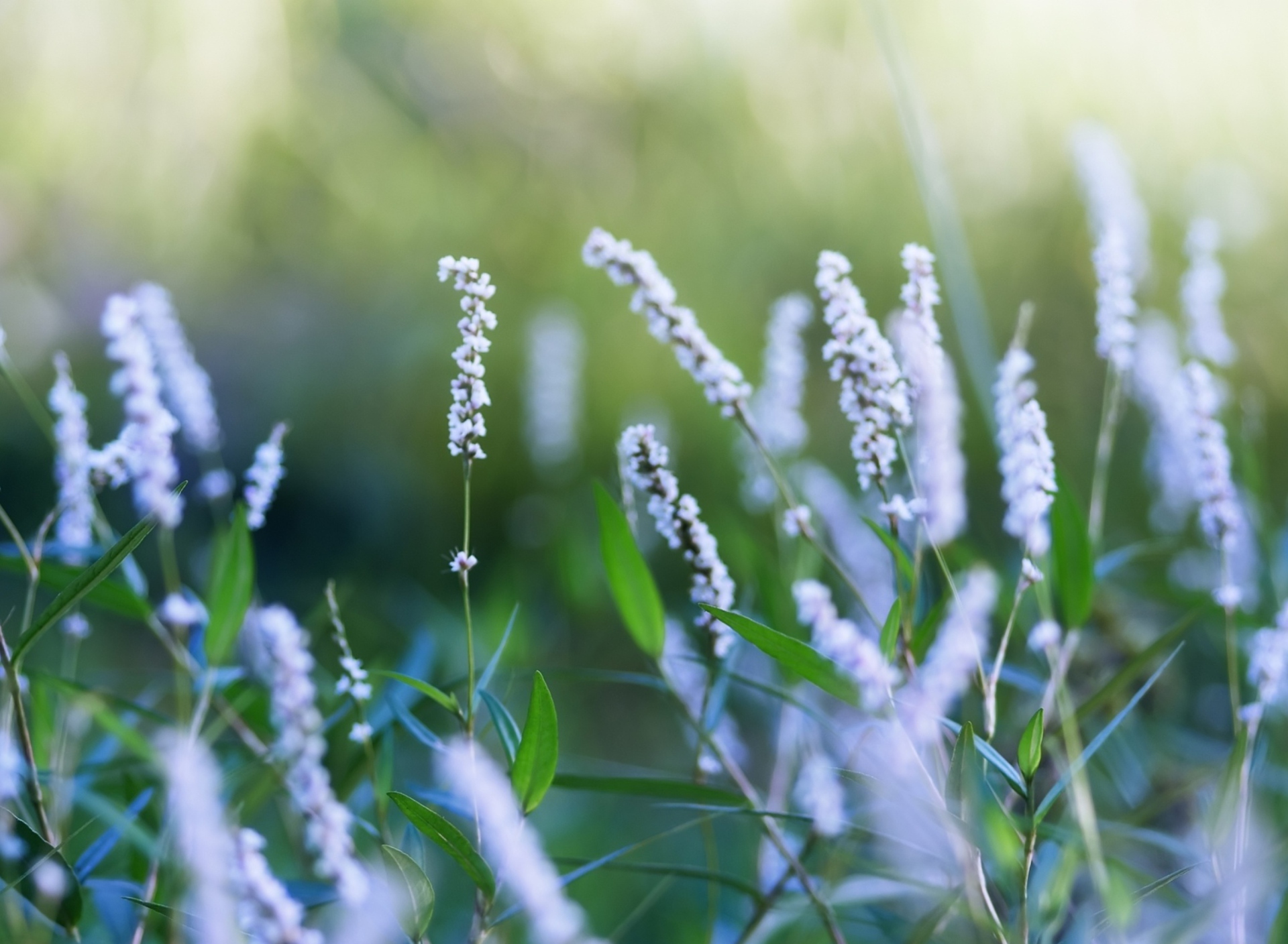 Sfondi Field Flowers 1920x1408