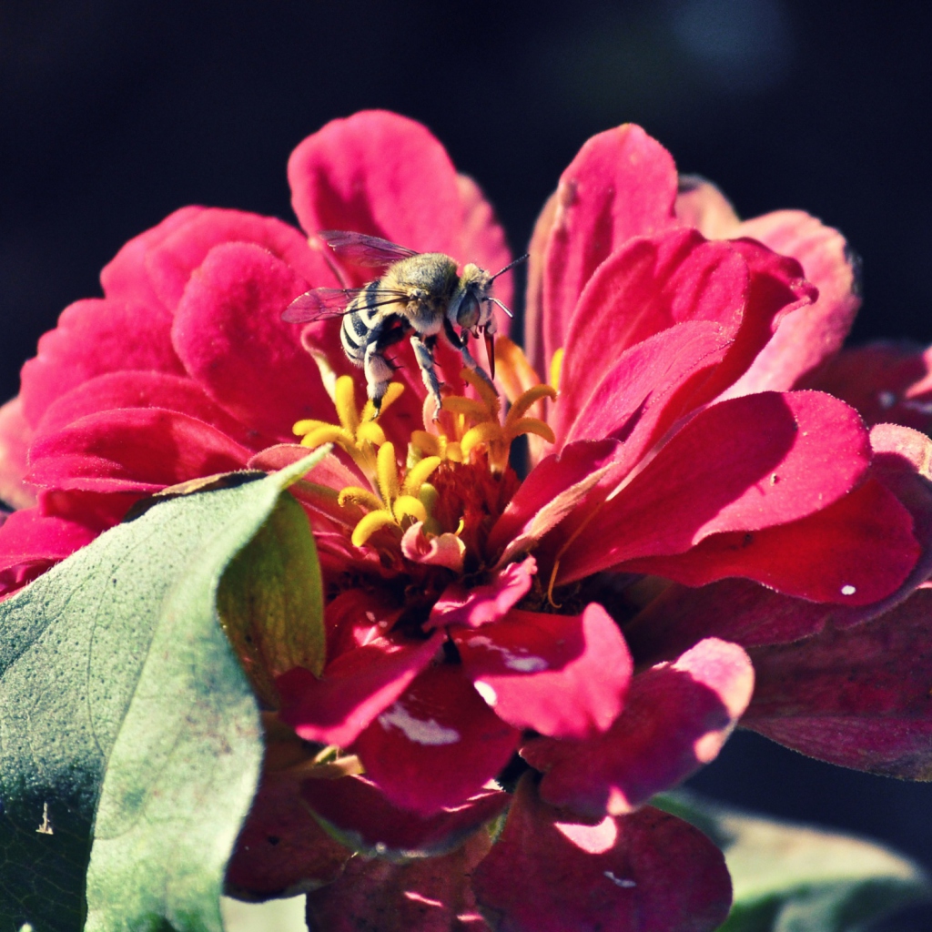 Обои Bee On Flower 1024x1024