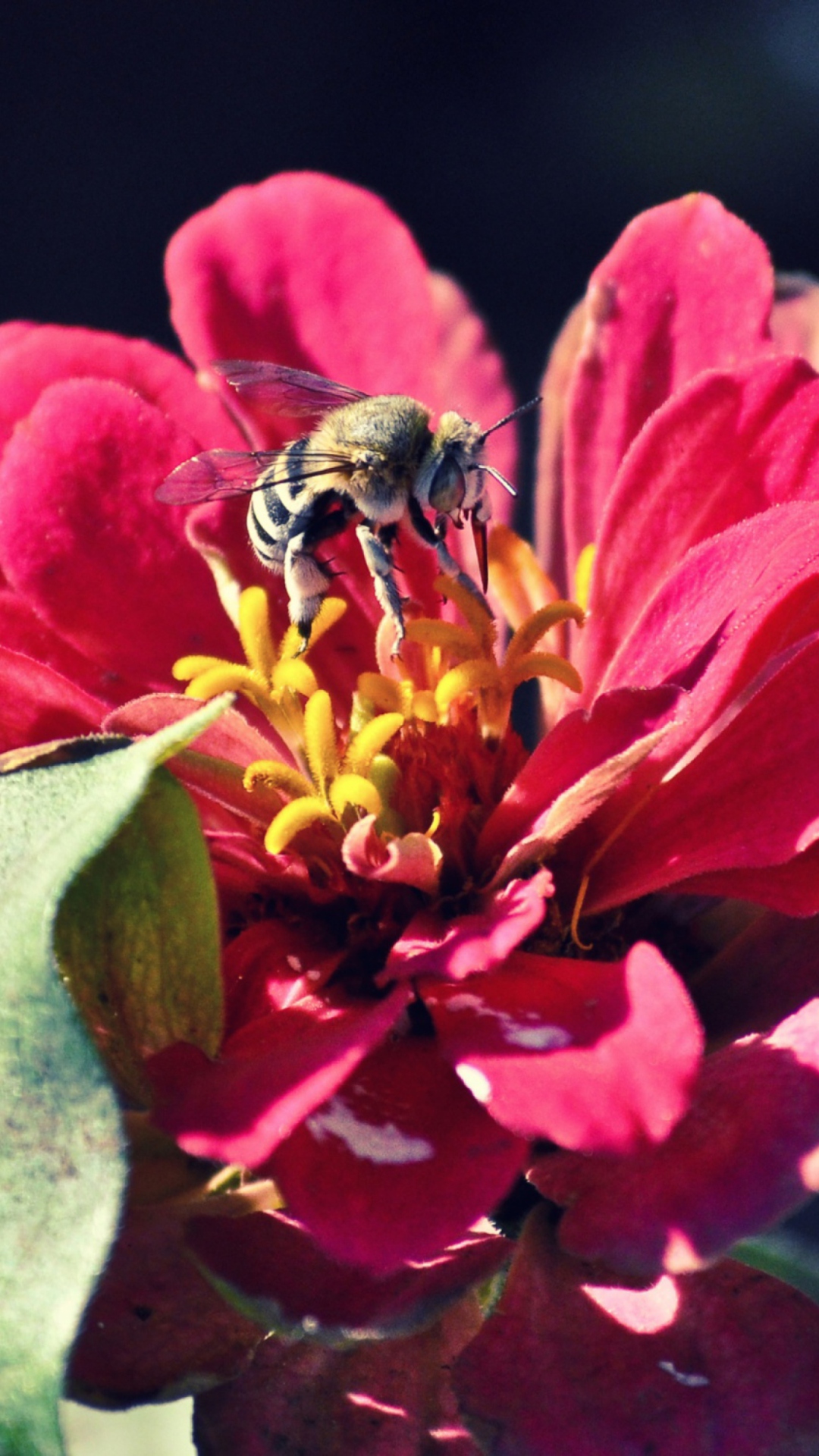 Обои Bee On Flower 1080x1920