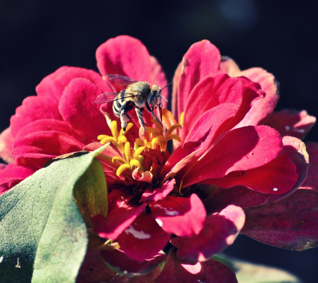 Das Bee On Flower Wallpaper 1080x960