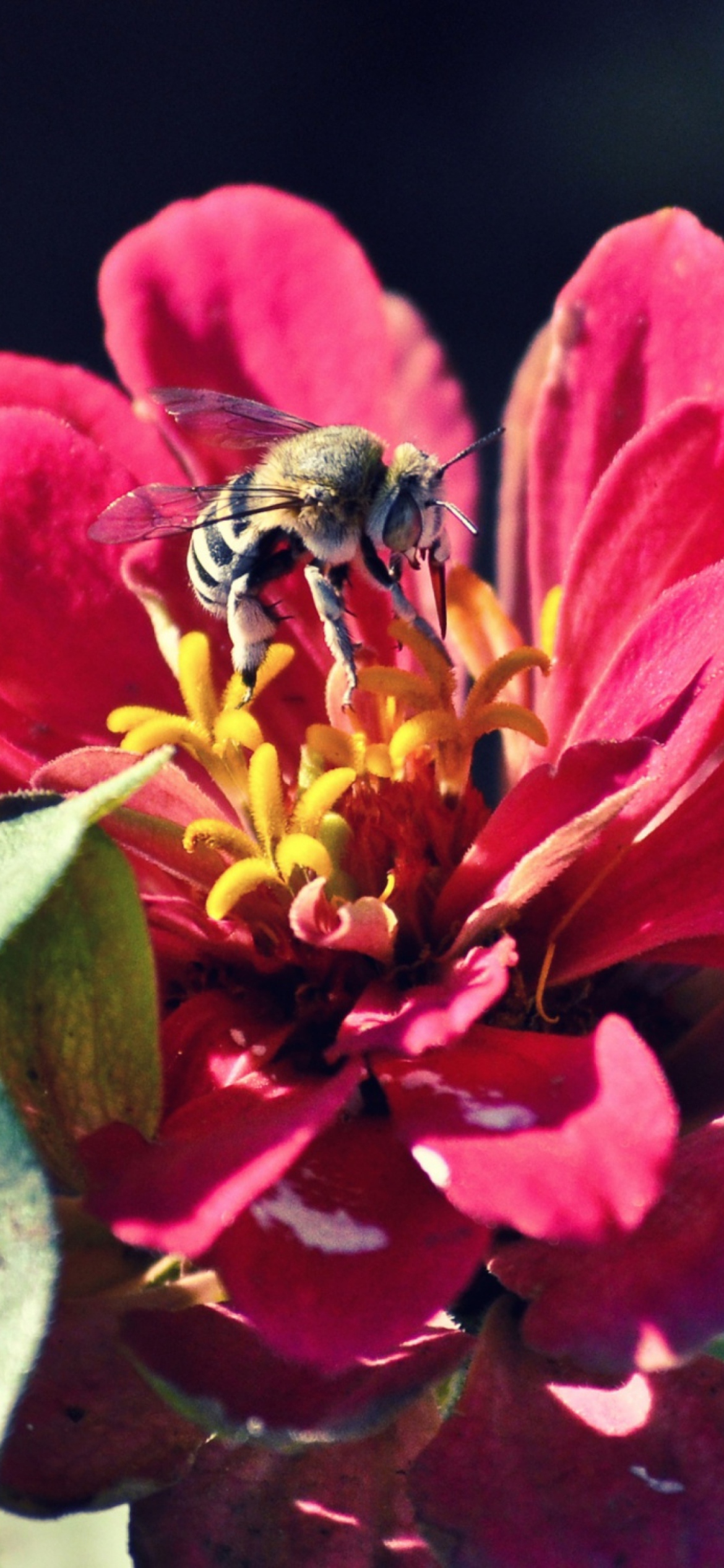 Fondo de pantalla Bee On Flower 1170x2532