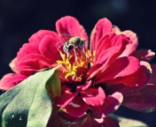 Обои Bee On Flower 176x144
