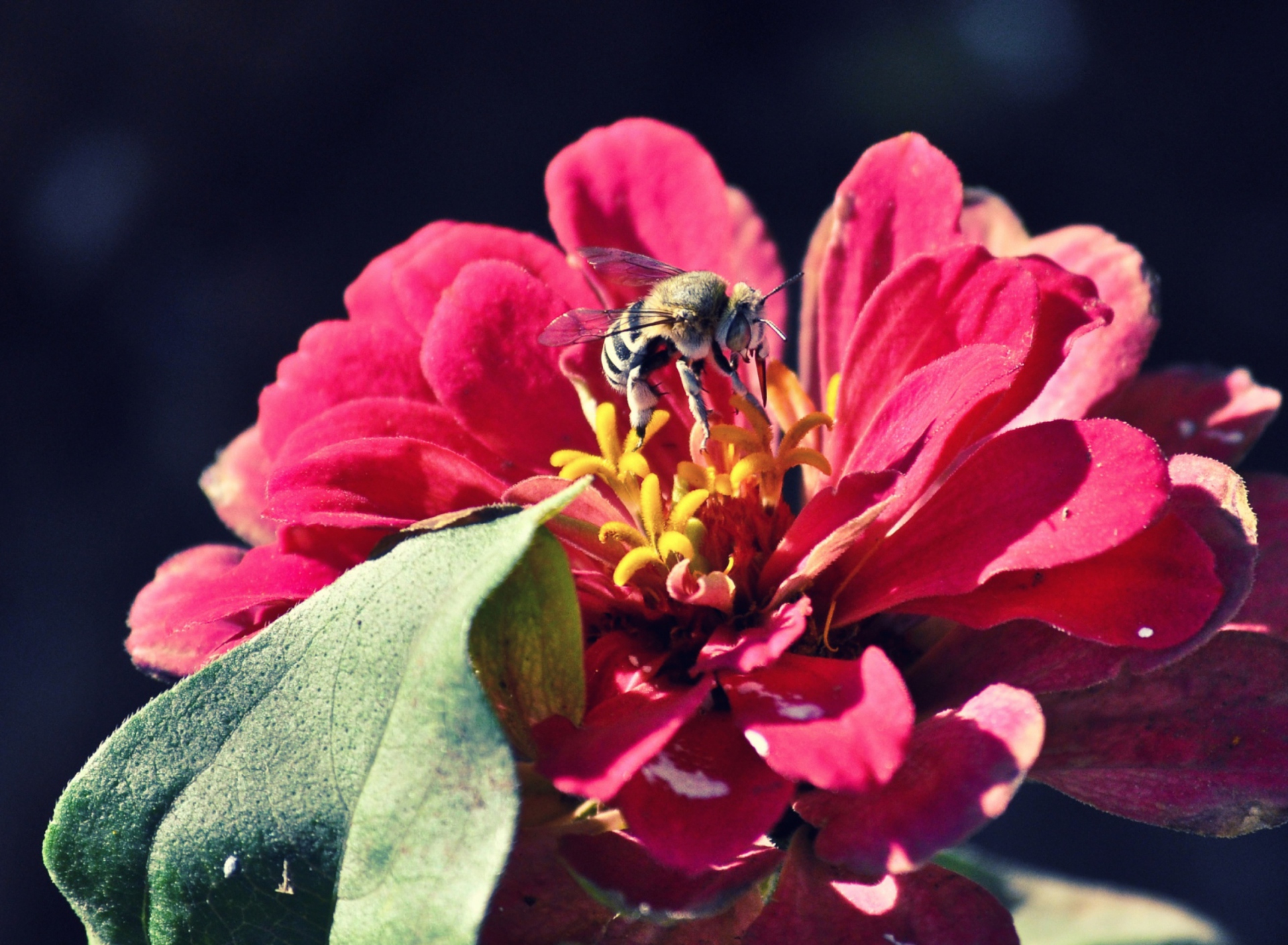 Fondo de pantalla Bee On Flower 1920x1408