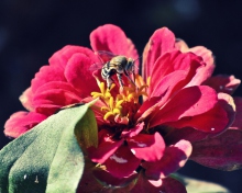 Bee On Flower wallpaper 220x176