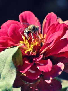 Bee On Flower wallpaper 240x320