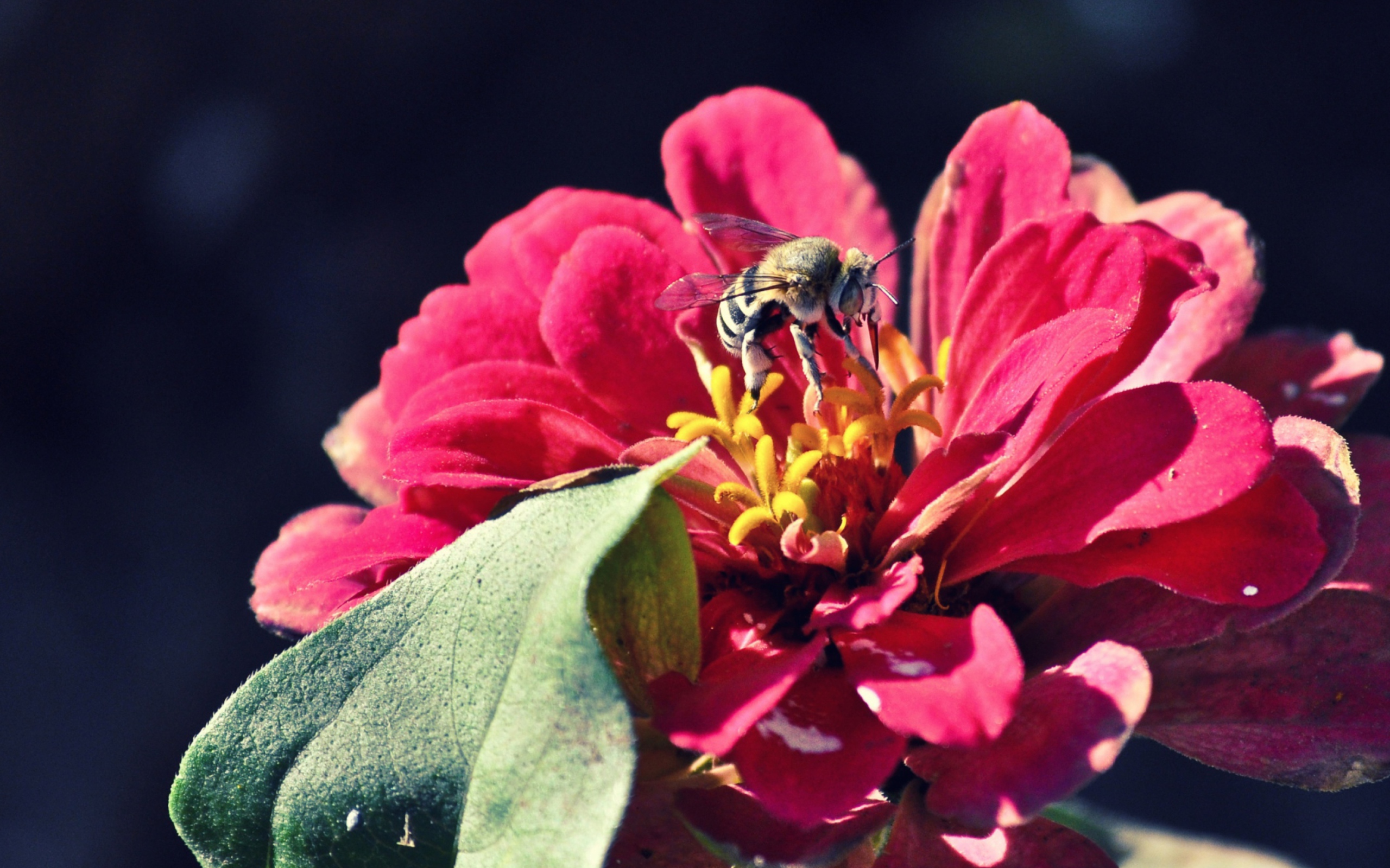 Обои Bee On Flower 2560x1600