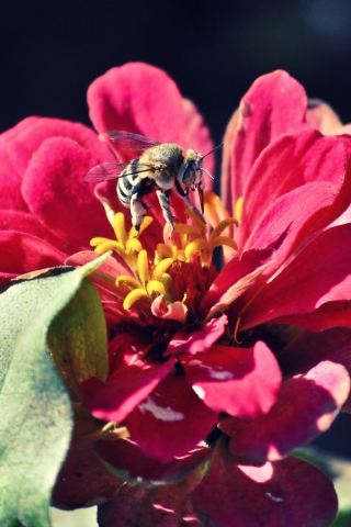 Fondo de pantalla Bee On Flower 320x480