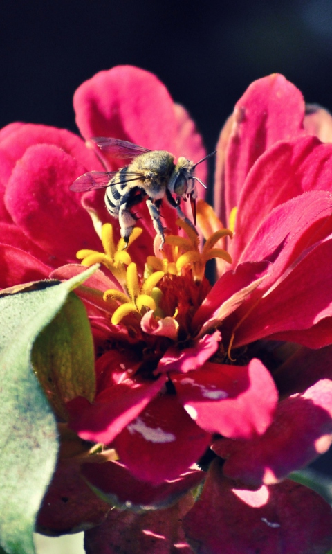 Обои Bee On Flower 480x800