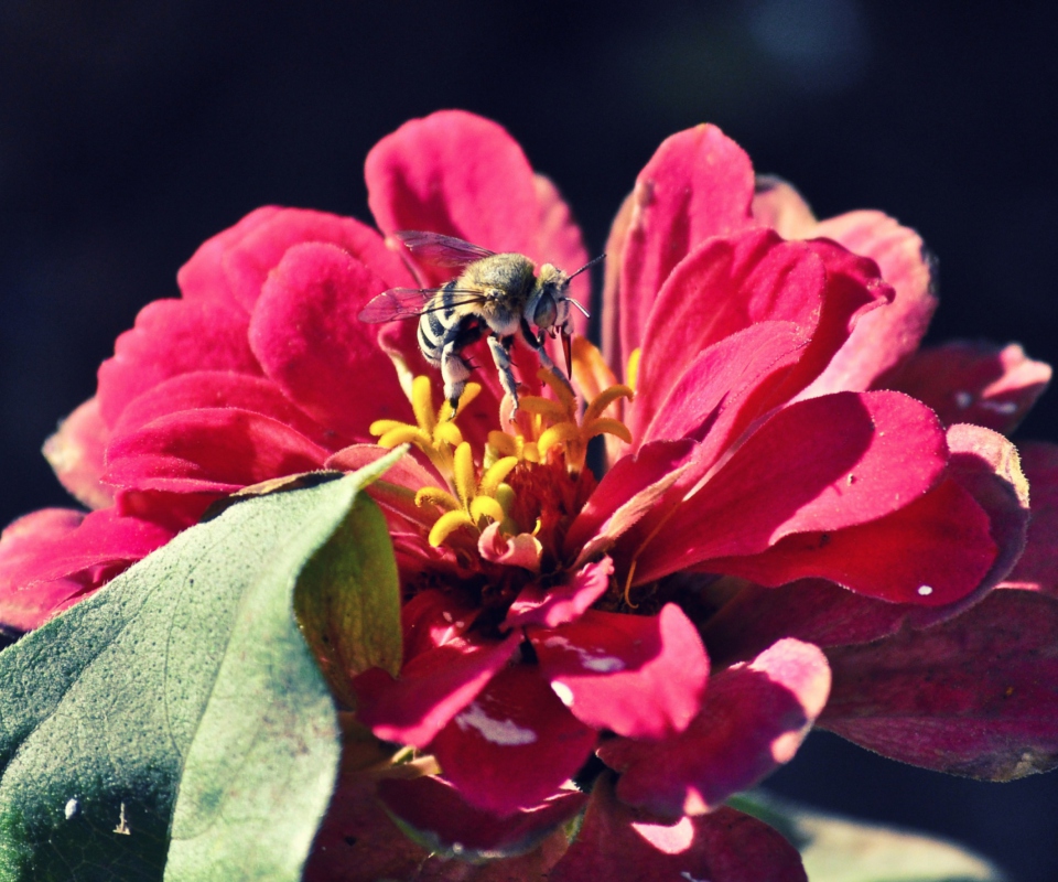 Das Bee On Flower Wallpaper 960x800