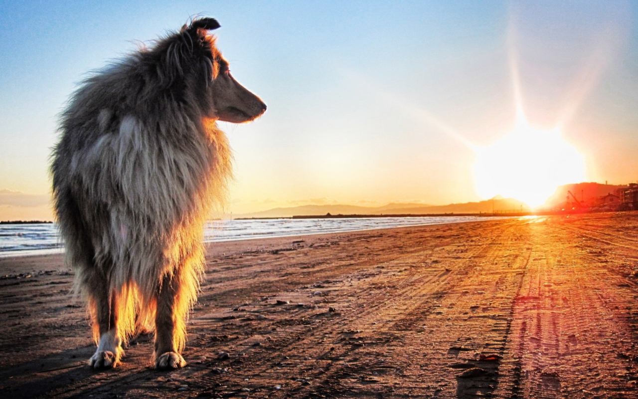 Dog In The Morning wallpaper 1280x800