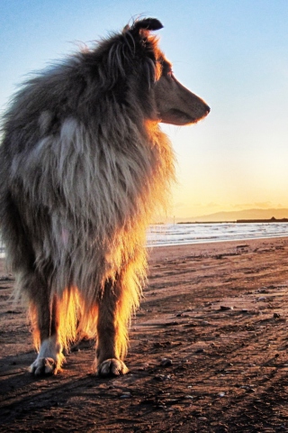 Dog In The Morning wallpaper 320x480
