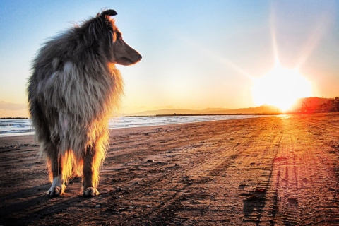 Dog In The Morning wallpaper 480x320
