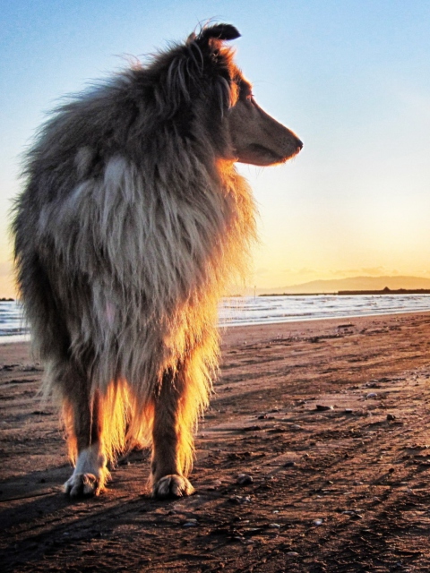 Dog In The Morning wallpaper 480x640
