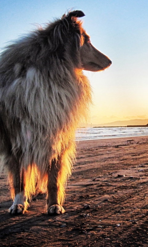 Dog In The Morning wallpaper 480x800