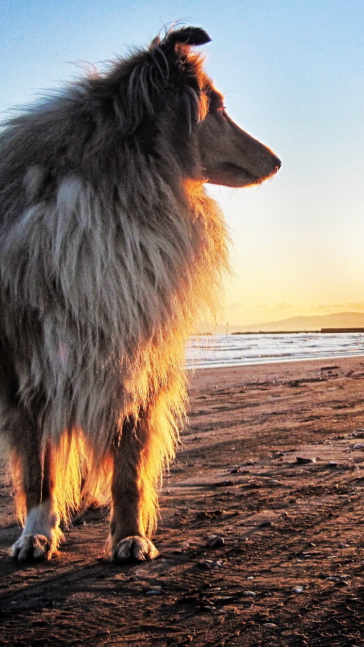 Dog In The Morning wallpaper 750x1334