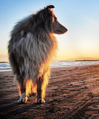 Dog In The Morning - Obrázkek zdarma pro Nokia X7