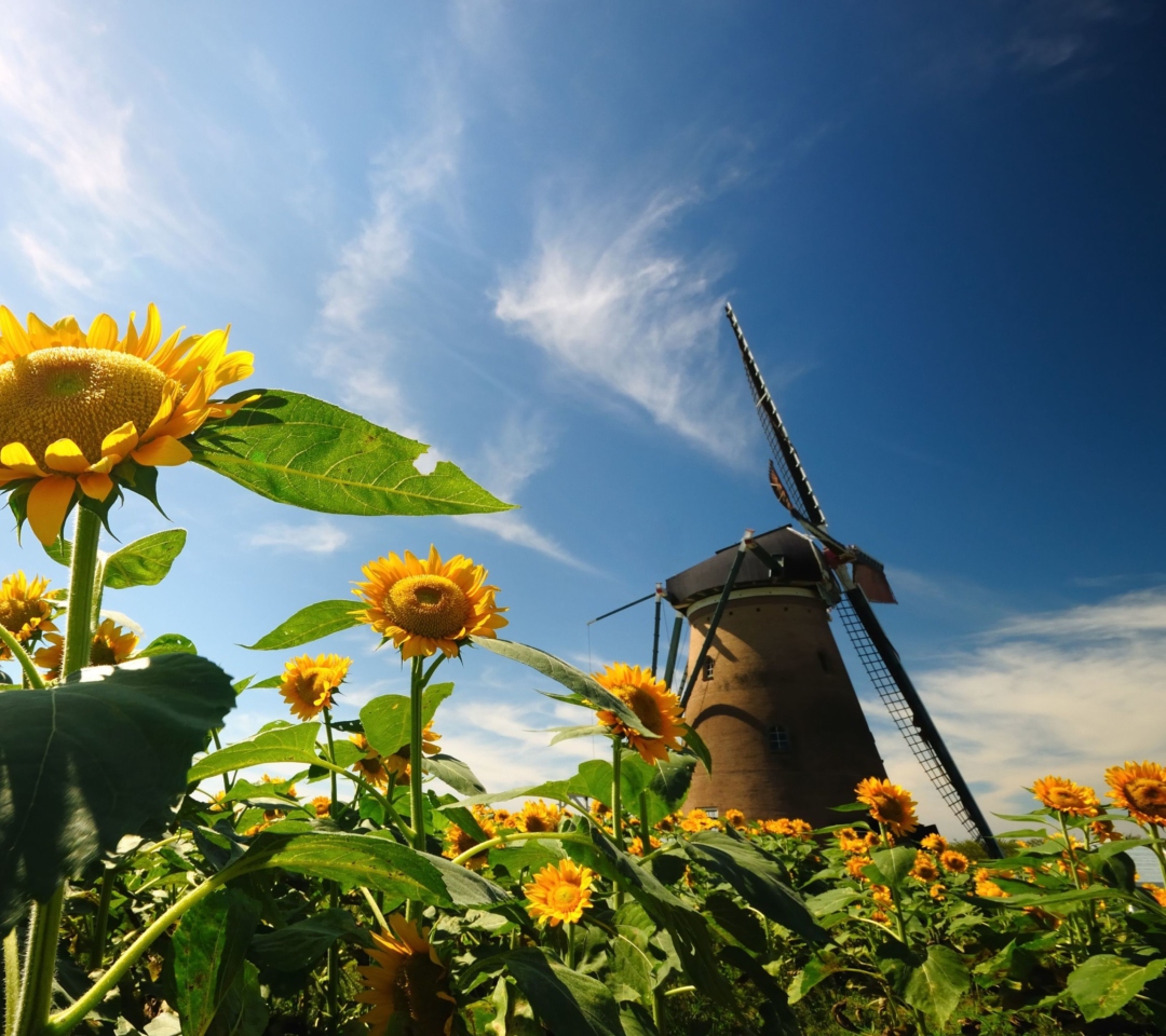 Das Mill In Sunflower Field Wallpaper 1080x960