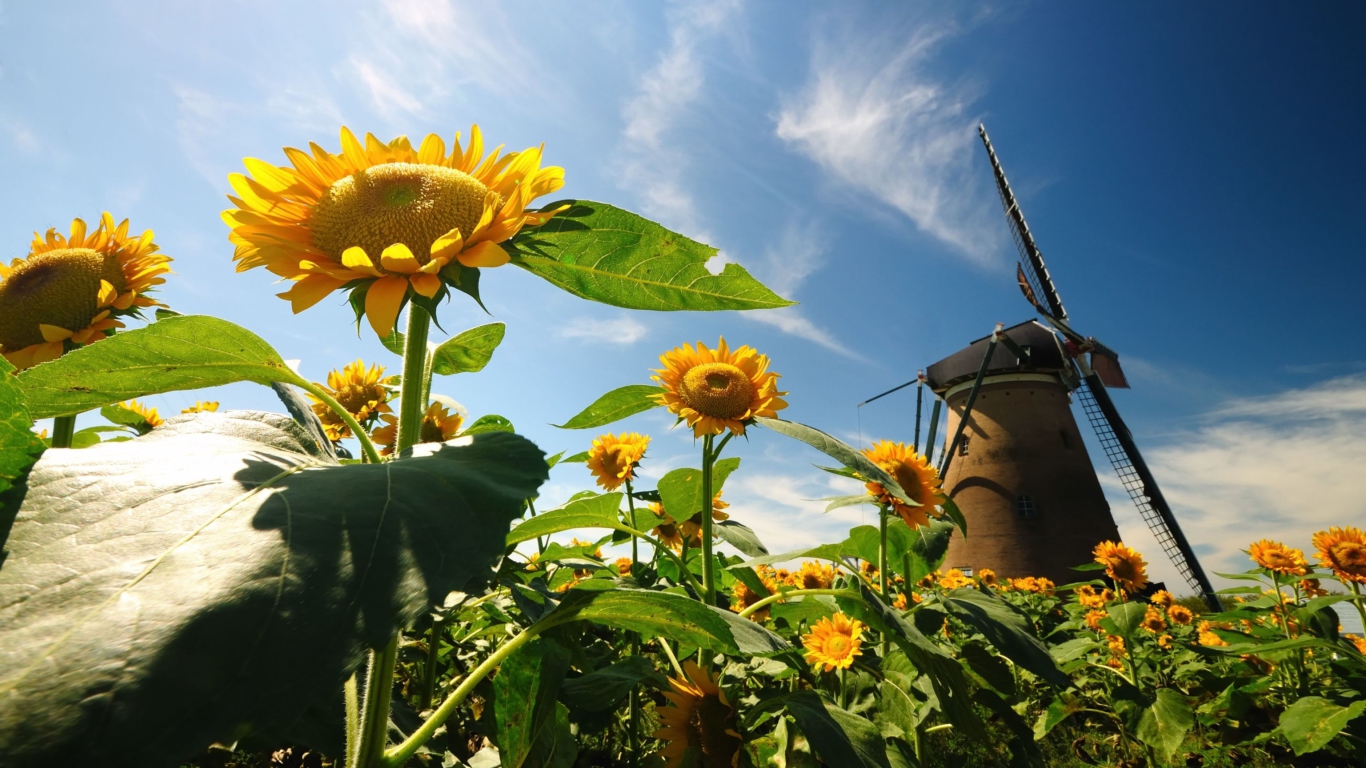 Screenshot №1 pro téma Mill In Sunflower Field 1366x768