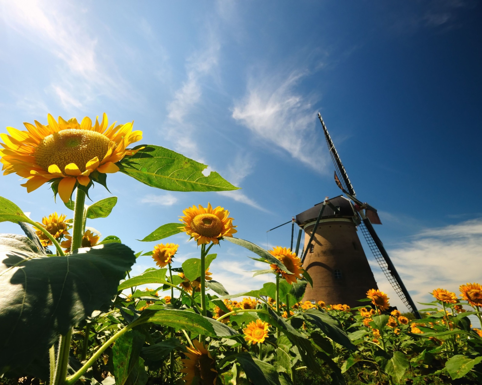 Mill In Sunflower Field wallpaper 1600x1280