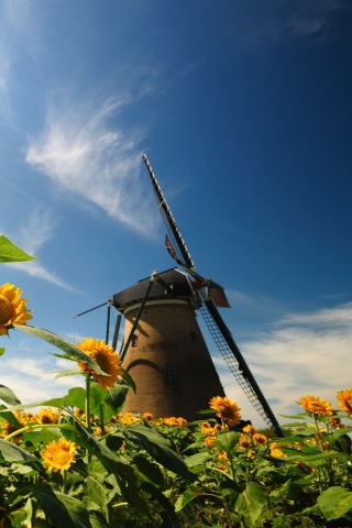 Das Mill In Sunflower Field Wallpaper 320x480