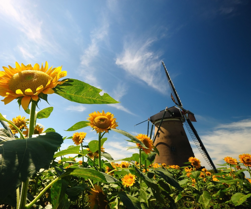 Fondo de pantalla Mill In Sunflower Field 960x800