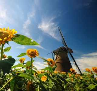 Kostenloses Mill In Sunflower Field Wallpaper für 2048x2048