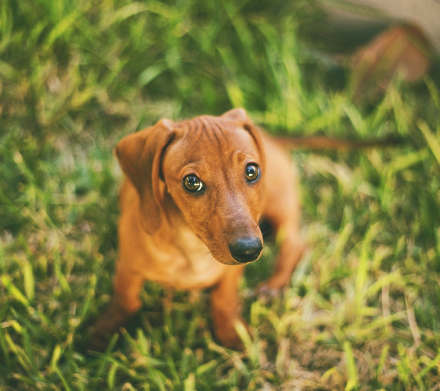 Cute Little Sad Puppy wallpaper 1440x1280