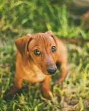 Cute Little Sad Puppy screenshot #1 176x220