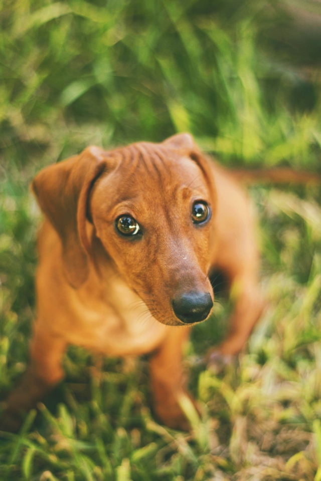 Das Cute Little Sad Puppy Wallpaper 640x960