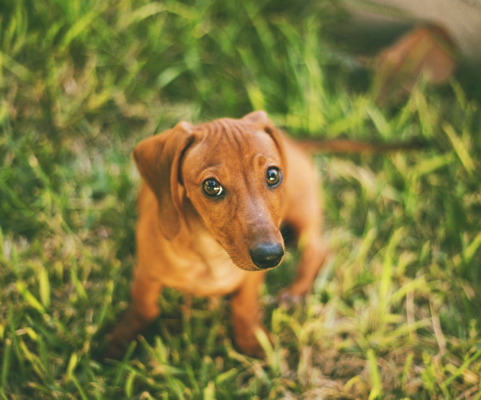 Cute Little Sad Puppy screenshot #1 960x800