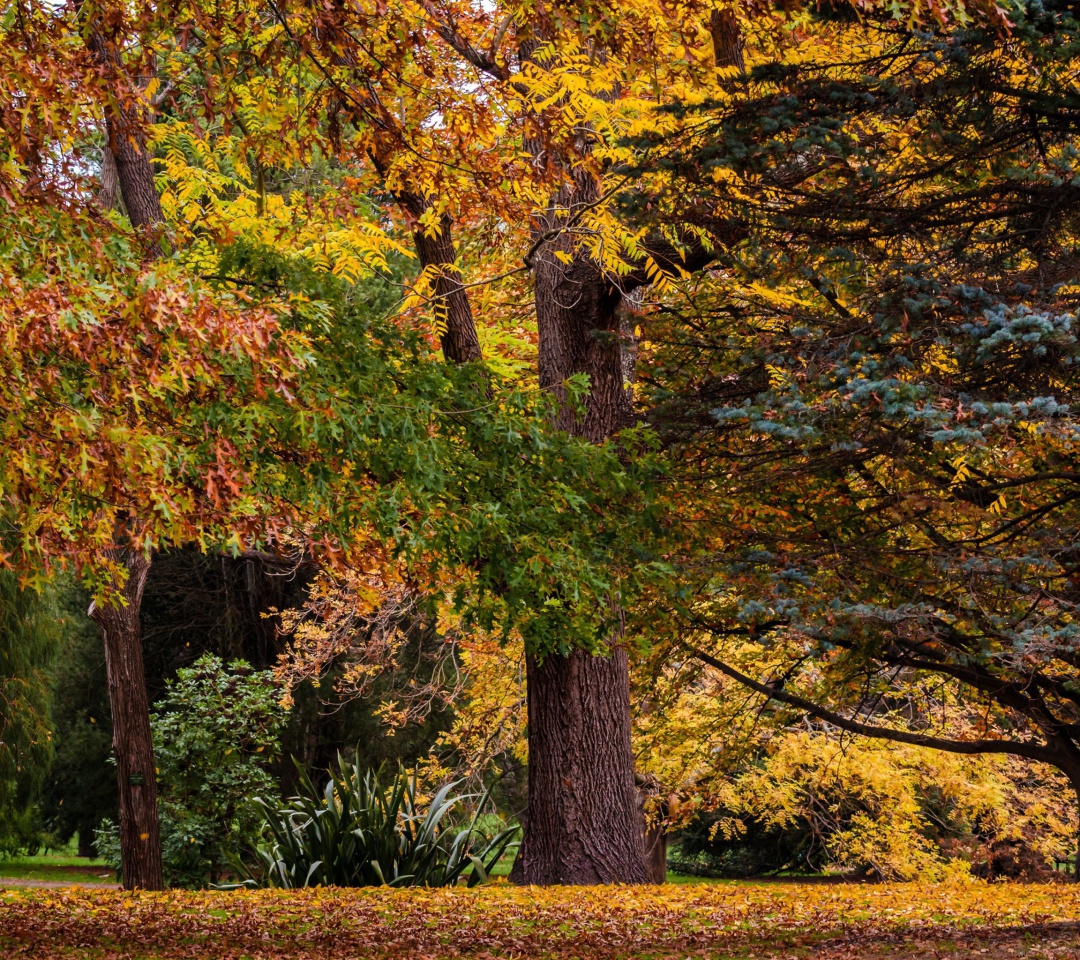 Fondo de pantalla Australian National Botanic Gardens 1080x960