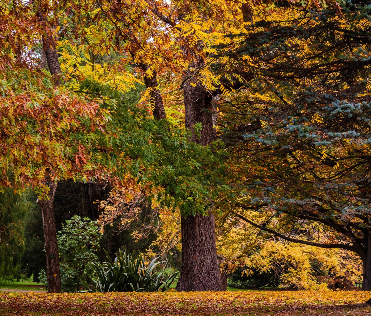 Das Australian National Botanic Gardens Wallpaper 1200x1024