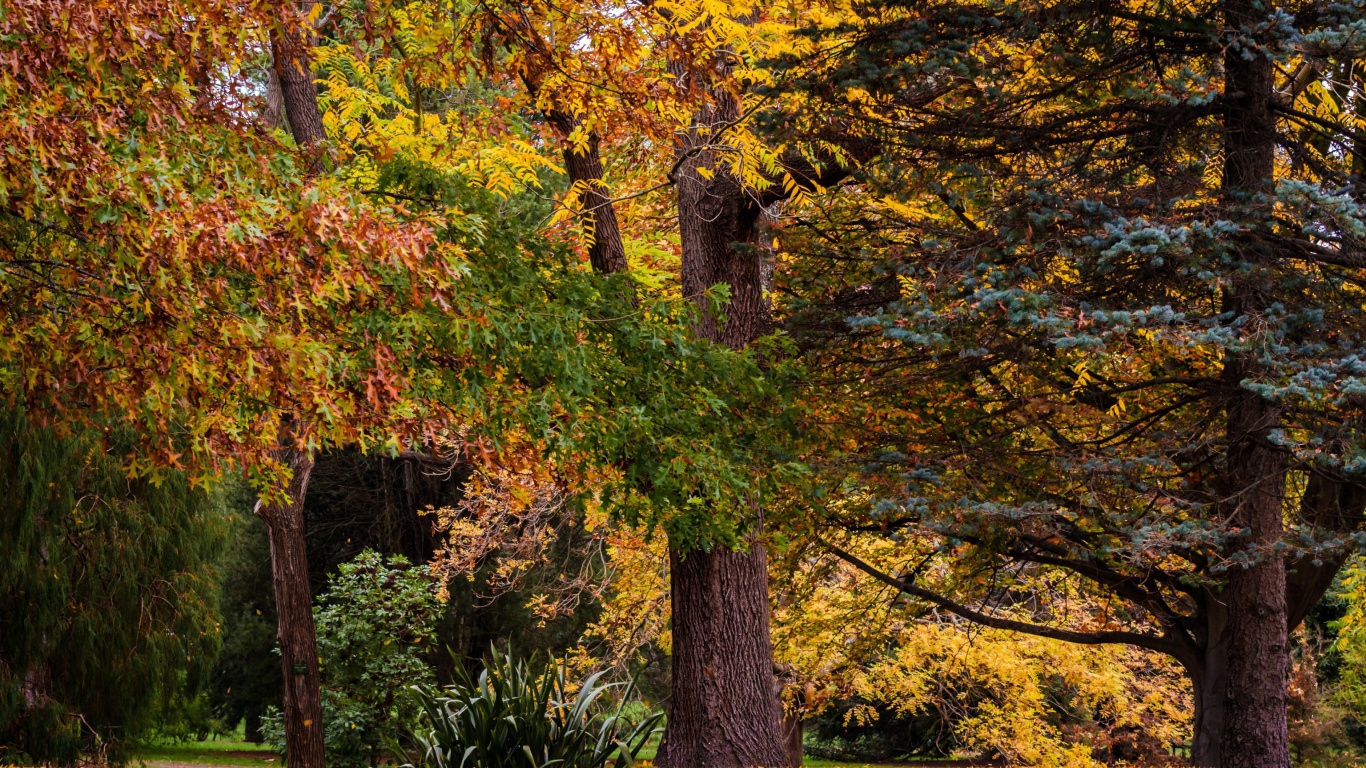 Обои Australian National Botanic Gardens 1366x768