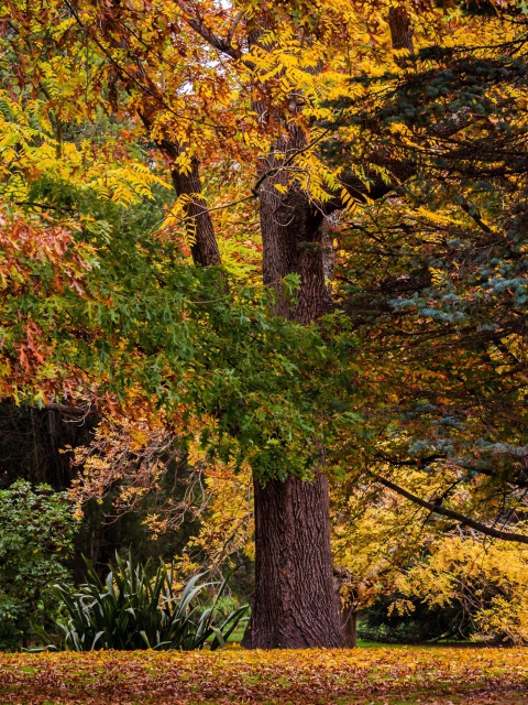 Australian National Botanic Gardens wallpaper 480x640