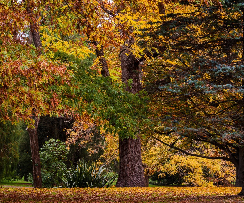 Das Australian National Botanic Gardens Wallpaper 960x800