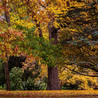 Free Australian National Botanic Gardens Picture for iPad 3