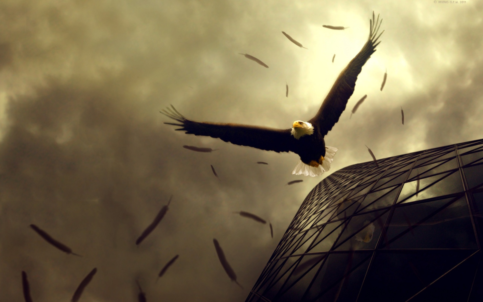 Fondo de pantalla Eagle Flight 1680x1050