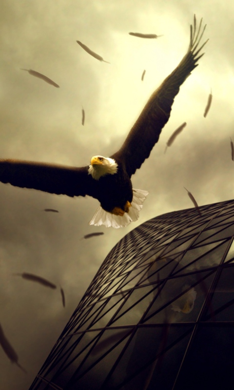 Eagle Flight screenshot #1 480x800